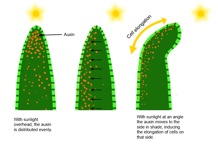 Auxin has the effect of elongating the plant in relation to the suns position, the auxin moves to one side 